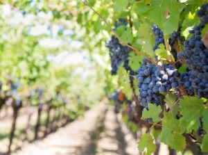 Saddlers Creek grapes growing