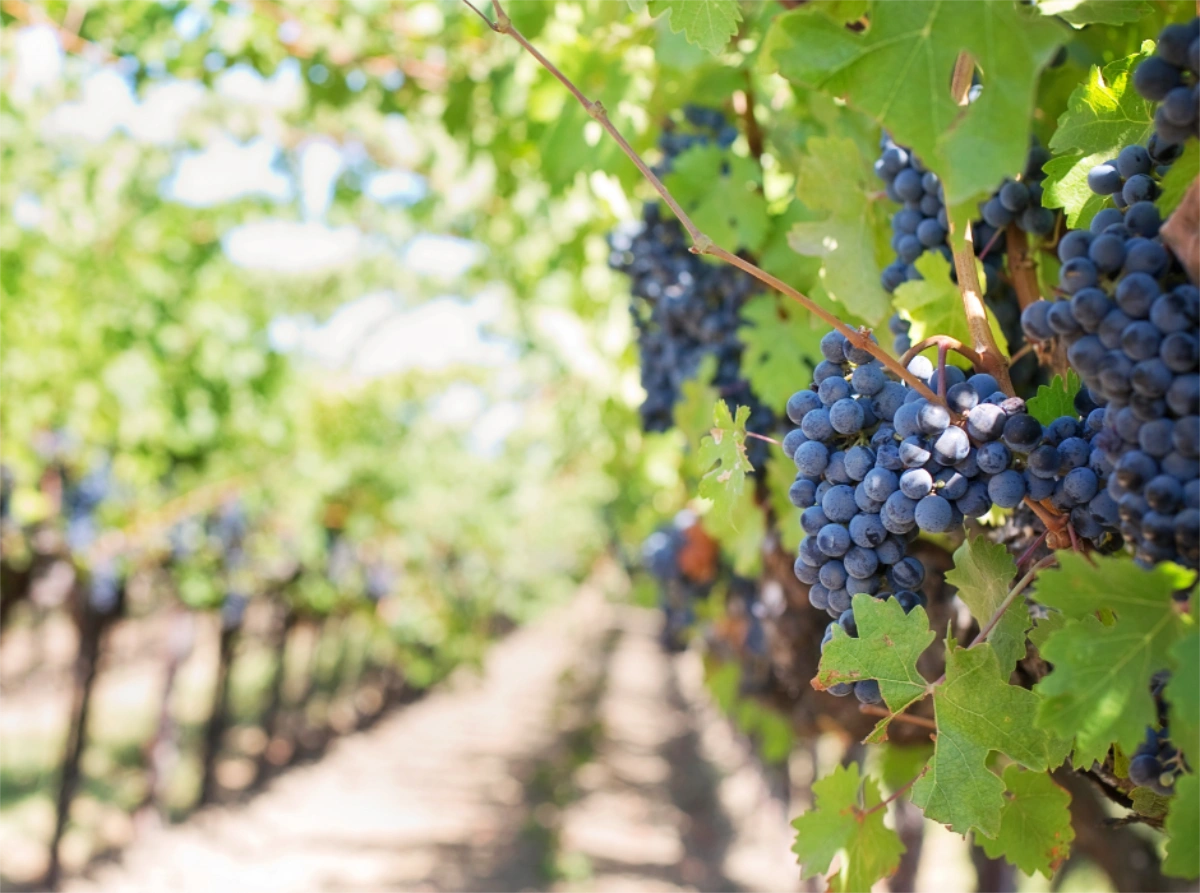 Saddlers Creek grapes growing