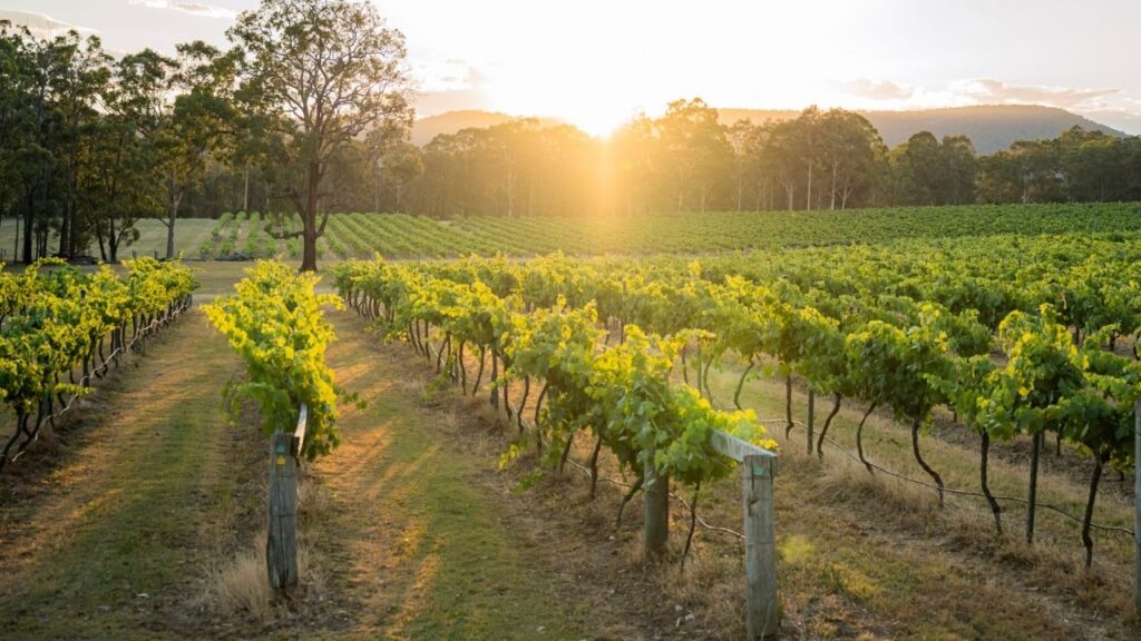 Sadders Creek Estate Hunter Valley