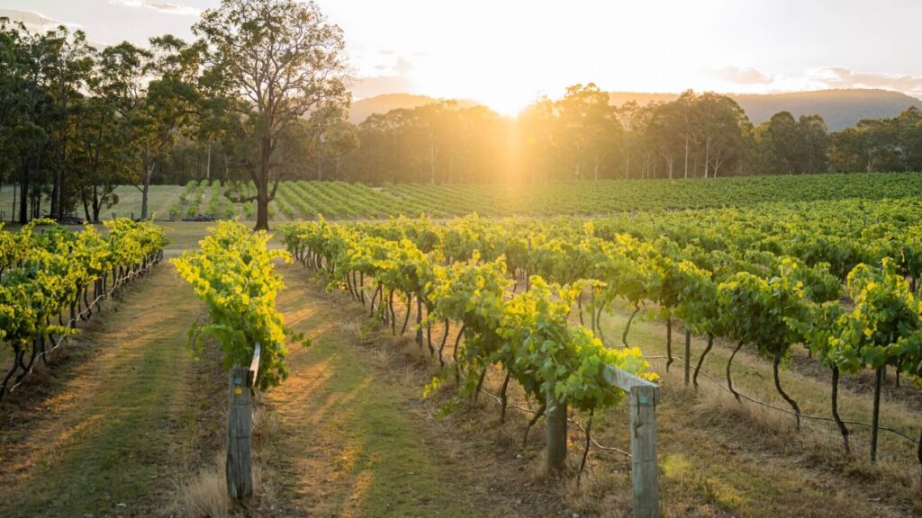 Saddlers Creek Vineyard