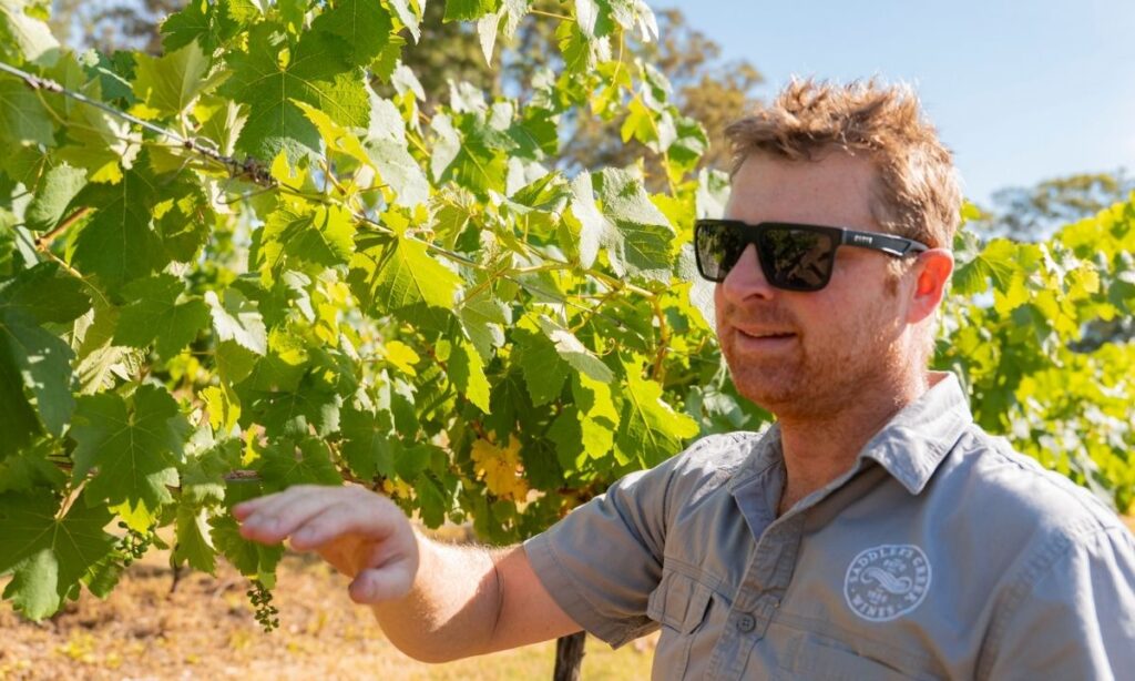 Brett Woodward Saddlers vineyard