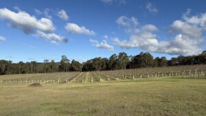 Saddler's Creek Wines vineyard in Pokolbin, Hunter Valley